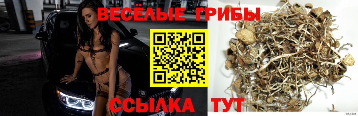 Галлюциногенные грибы мицелий  дарнет шоп  Ахтубинск  Вход с VPN 